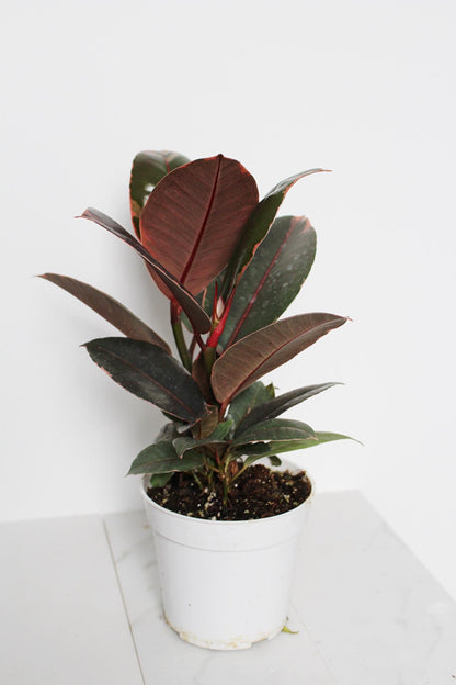 Variegated Pink Rubber Tree Pink Houseplant Ficus Decora Ruby Pink Plant Indoor House Plant Garden Tropical Indoor Live Plant Rubber Fig Neutral Beige Pot on Plant Stand Home Decor Gift