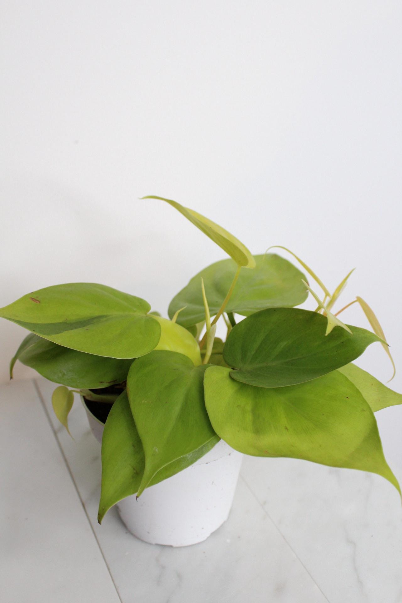 Live Indoor Philodendron Cordatum Neon Yellow Heart Leaf Vine Plant Gift for Office Plant Lover Tropical Foliage Easy Care Plant Gift Friend