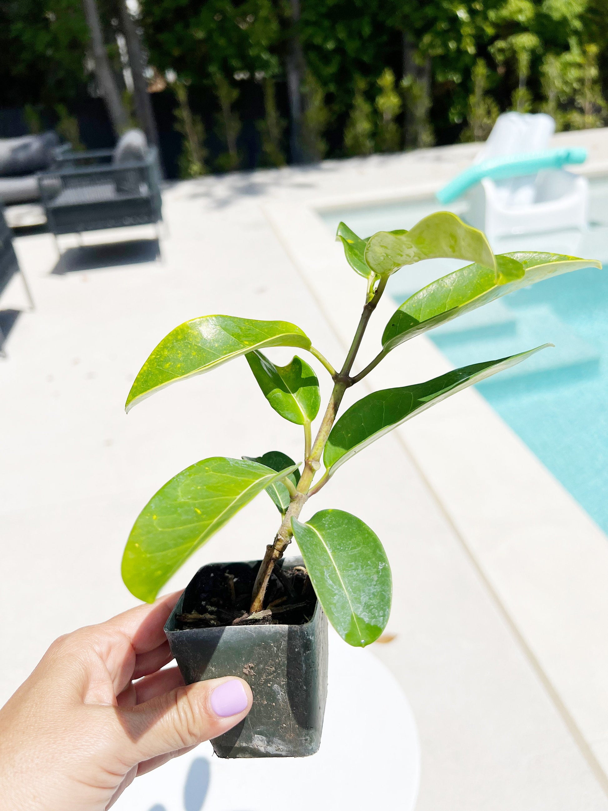 Stephanotis Floribundas Madagascar Jasmine Vine Outdoor Plant White Flower Plant Starter Lei Fragrant Flower Jasmine Houseplant Live Plant