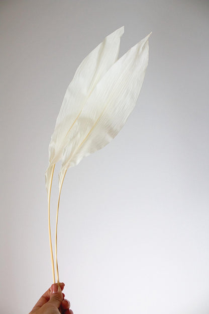 Dried Iron Leaf White Preserved Floral Accent Modern Farmhouse Decor Rustic Style Wedding Display Botanical Art Country Design Home Decoration Flexible Natural Material Twenty Inch Length Premium Quality Construction Beautiful Arrangement