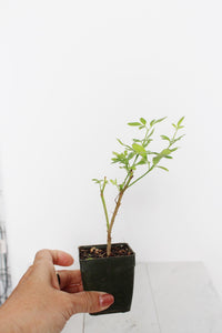 Yellow Primrose Jasmine – Jasminum Mesnyi Starter Plant Outdoor Shrub