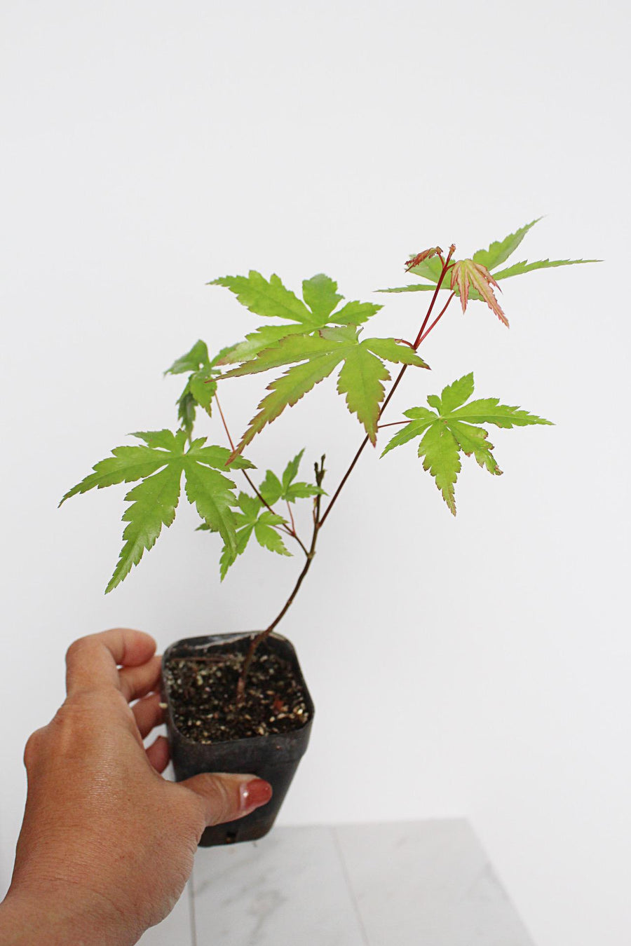 Bonsai Tree Starter Plant Red Japanese Maple Sapling Live Plant Gift Tree Beginner Plant Hobby Acer Palmatum Outdoor Zen Garden Plant Gift
