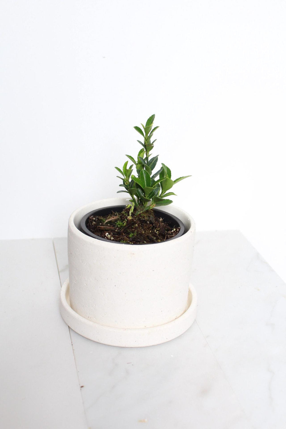 Indoor Garden Kit Bonsai Starter Collection Oriental Beauty Plant Compact Size Container Growing Set Perfect Beginner Package Easy Care Guide Complete Growing Instructions Beautiful Home Accent First Time Plant Parent Essential Gift in white pot