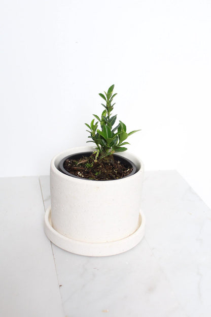 Indoor Garden Kit Bonsai Starter Collection Oriental Beauty Plant Compact Size Container Growing Set Perfect Beginner Package Easy Care Guide Complete Growing Instructions Beautiful Home Accent First Time Plant Parent Essential Gift in white pot