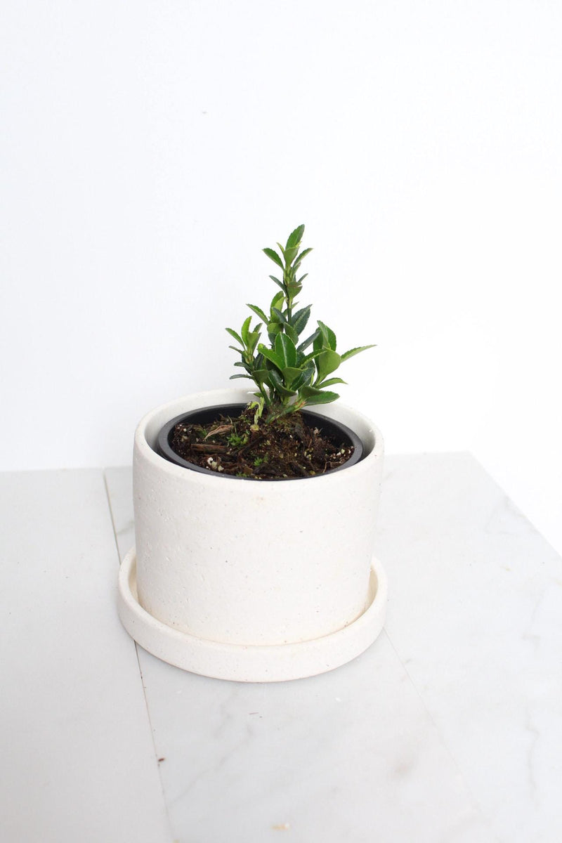 Indoor Garden Kit Bonsai Starter Collection Oriental Beauty Plant Compact Size Container Growing Set Perfect Beginner Package Easy Care Guide Complete Growing Instructions Beautiful Home Accent First Time Plant Parent Essential Gift in white pot