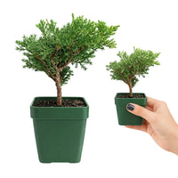 Green Mound Juniper Bonsai – Mini Outdoor Zen Tree
