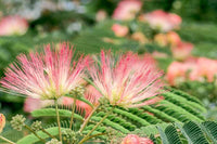 Pink Flower Persian Mimosa Silk Tree Starter Plant Albizia Julibrissin Starter Plant Shrub Pink Floral Live Plant Landscape Outdoor Garden