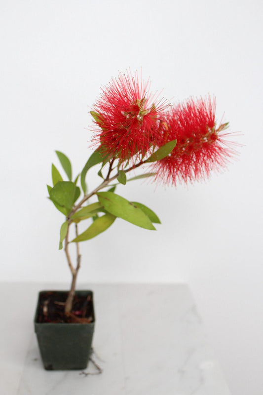 Red Bottlebrush Starter Plant Callistemon Citrinus Plant Evergreen Shrub Red Floral Live Plant Landscape Outdoor Pollinator Garden Plant