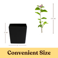 Lavender Star Flower – Evergreen Flowering Bonsai Starter