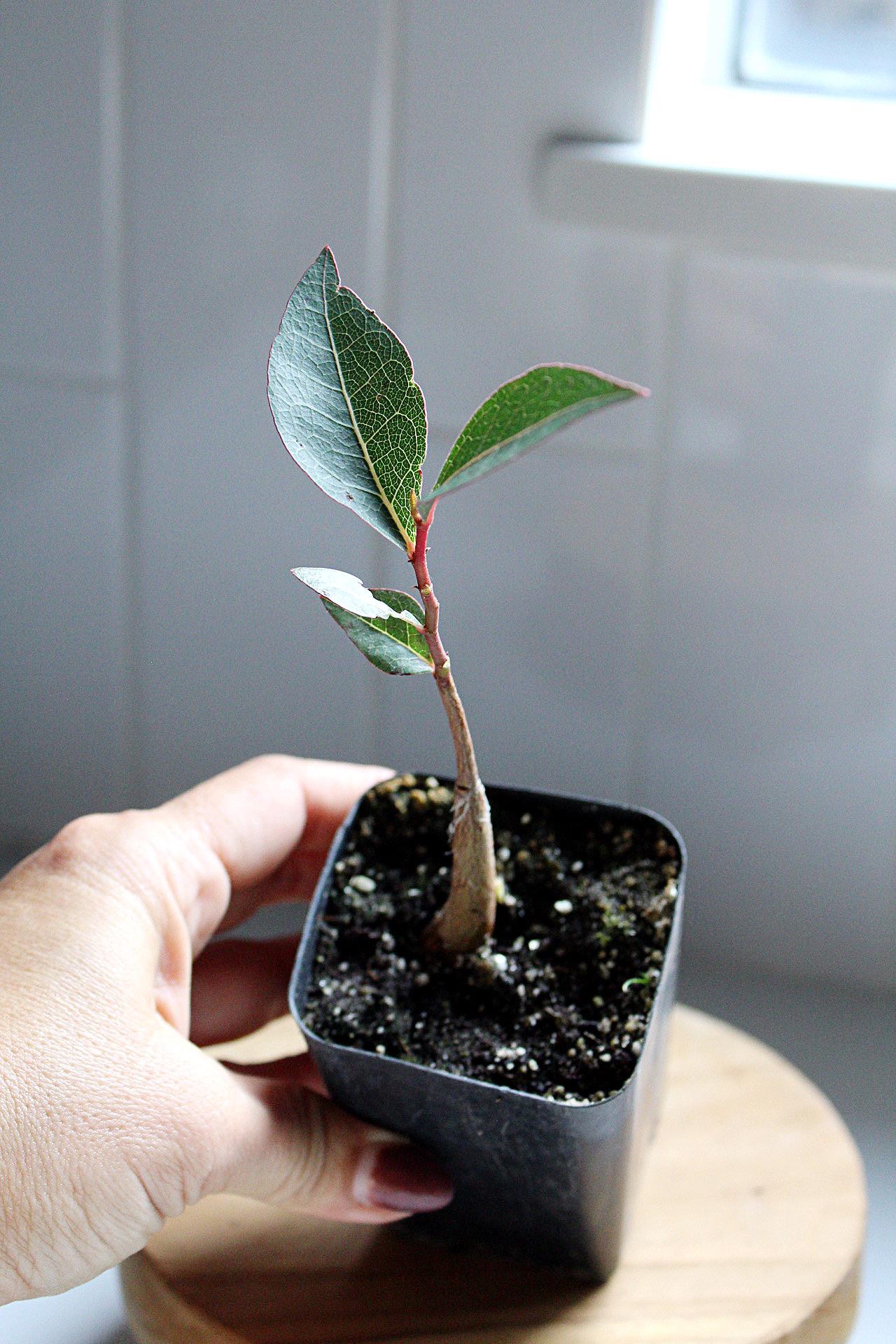 Drought Tolerant Bonsai Starter Tree Kurrajong Bottle Tree Unique Garden Tree Brachychiton Populneus Low Maintenance Garden Tree Water Wise Garden Plant Gift for Gardener Gift for Plant Lover Housewarming Gift