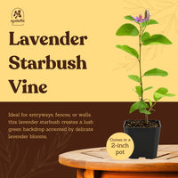 Lavender Star Flower – Evergreen Flowering Bonsai Starter