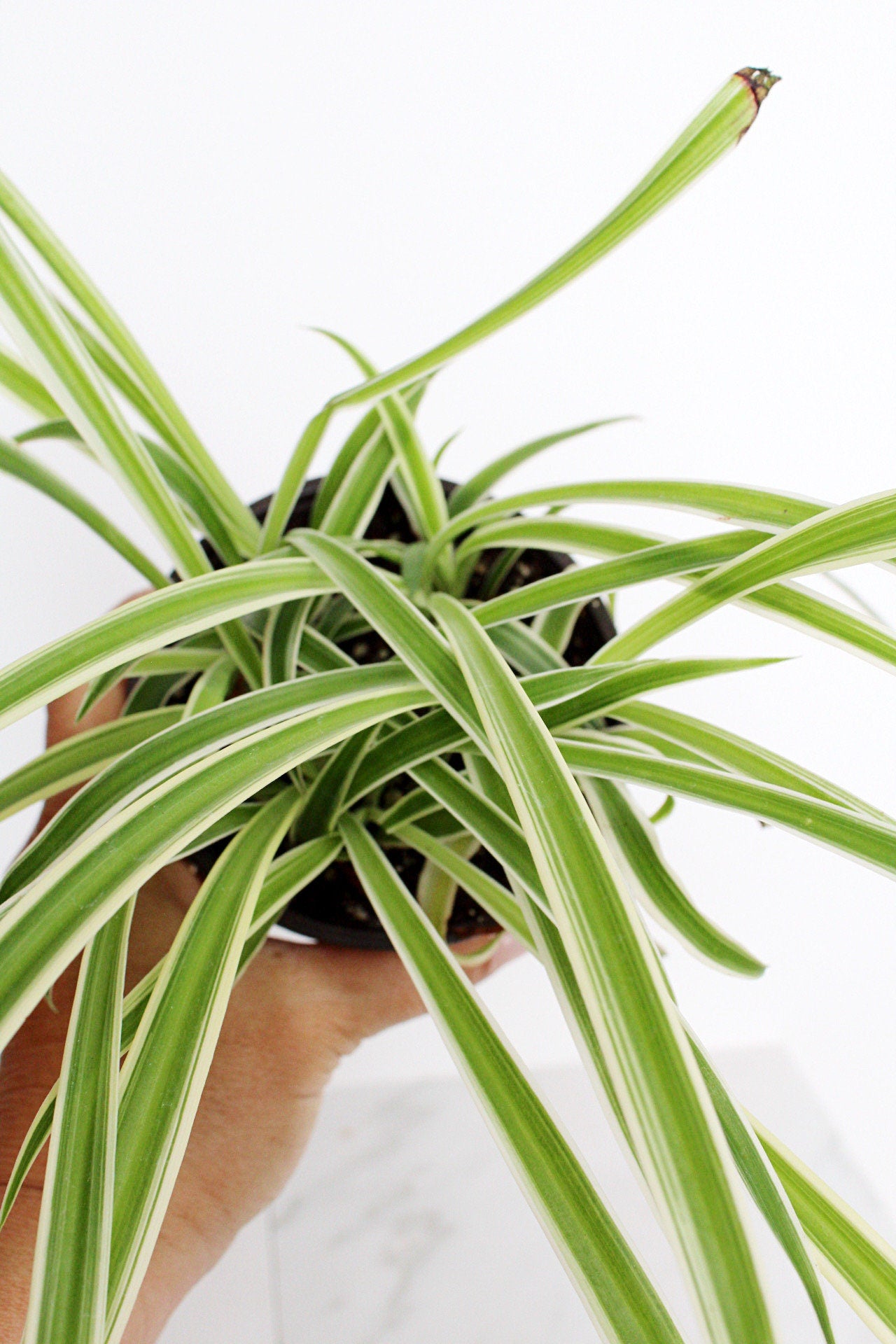 Reverse Variegated Spider Plant Chlorophytum Spider Indoor Plant Retro Indoor House Plant 4 inch Tropical White Leaf Garden Hanging Plant