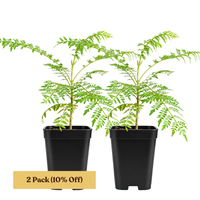 Jacaranda Tree Starter – Purple Flowering Tropical Plant for Garden