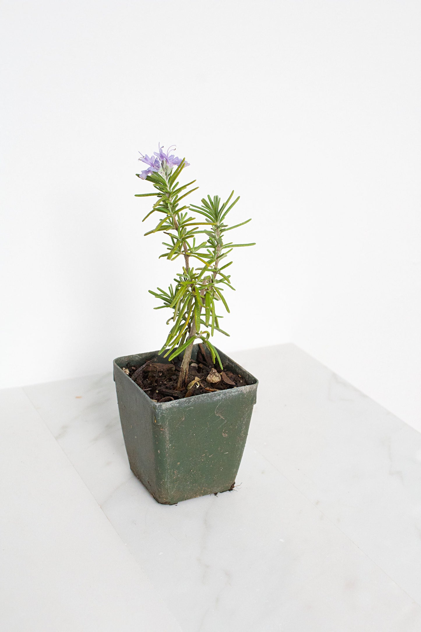 Mini Rosemary Plant Starter Rosmarinus officinalis Outdoor Garden Herb Live Rosemary Spice Plant Aromatic Blue Rosemary Officinalis Shrub