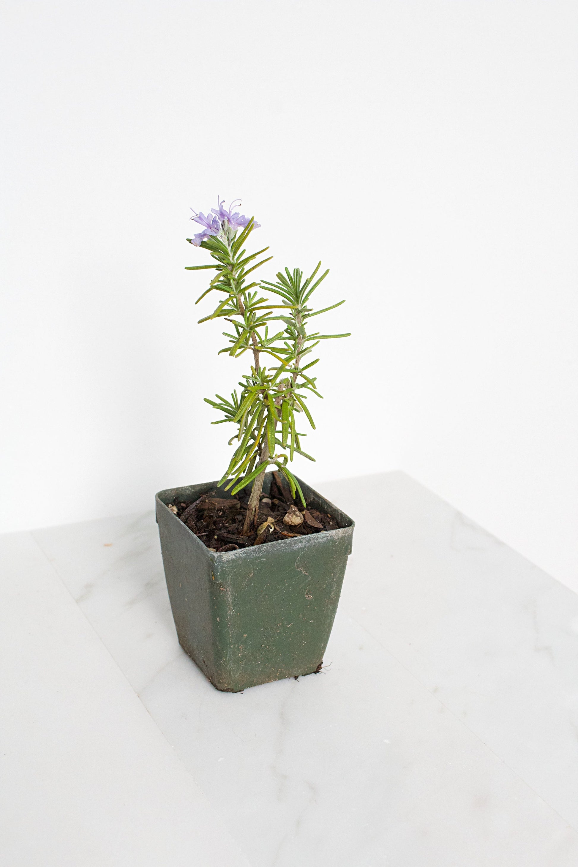 Mini Rosemary Plant Starter Rosmarinus officinalis Outdoor Garden Herb Live Rosemary Spice Plant Aromatic Blue Rosemary Officinalis Shrub