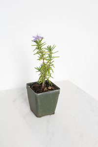 Mini Rosemary Plant Starter Rosmarinus officinalis Outdoor Garden Herb Live Rosemary Spice Plant Aromatic Blue Rosemary Officinalis Shrub