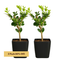 Winter Gem Boxwood – Evergreen Bonsai Starter Shrub