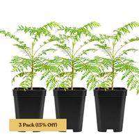 Jacaranda Tree Starter – Purple Flowering Tropical Plant for Garden