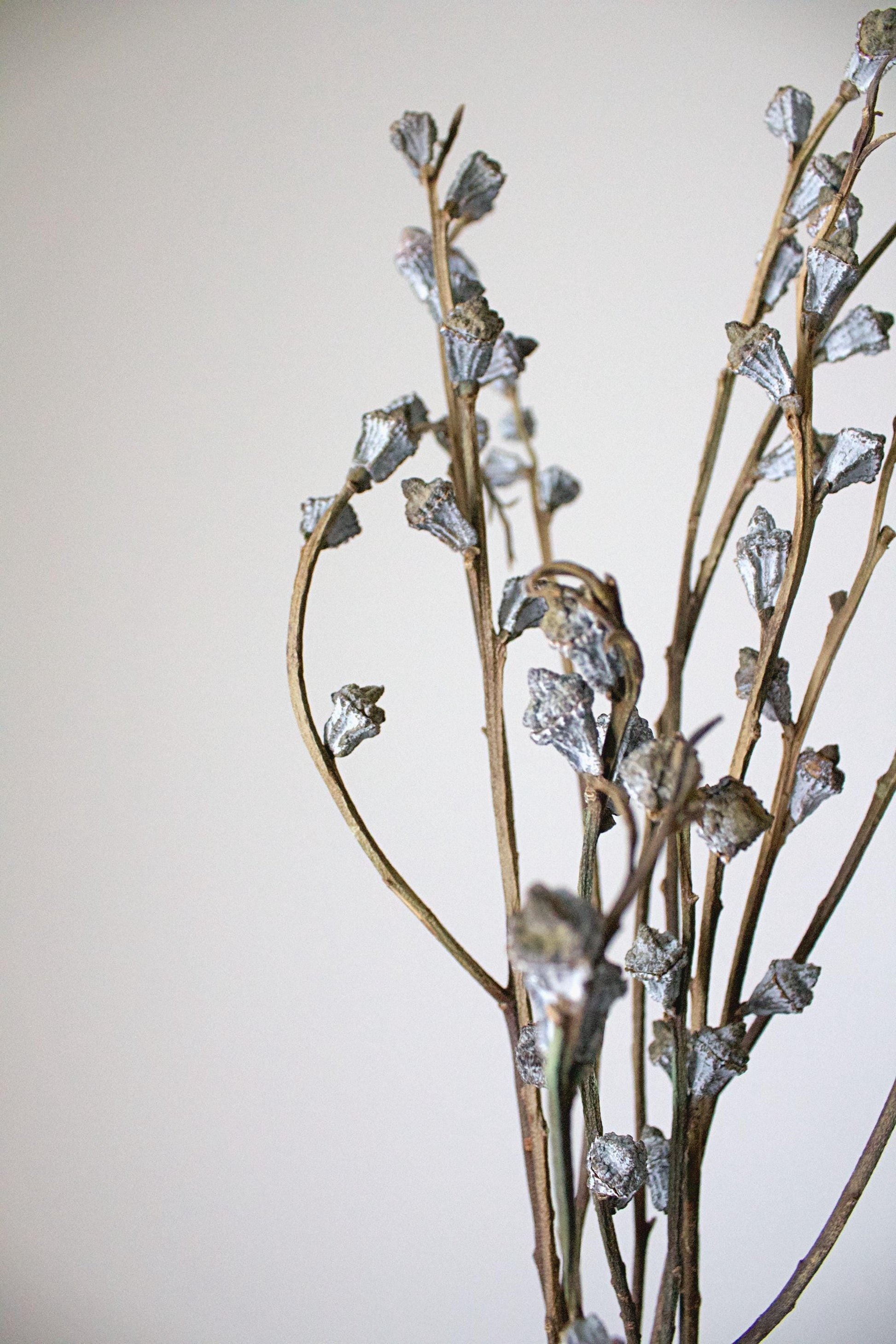 Dried Eucalyptus Branches Natural Botanical Display Long Accent Pieces Farmhouse Style Home Decor Gray White Color Wedding Arrangement Tall Vase Filler Rustic Design Statement Large Scale Display Beautiful Natural Elements Premium Quality