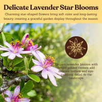 Lavender Star Flower – Evergreen Flowering Bonsai Starter