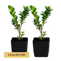 Japanese Boxwood – Evergreen Bonsai Starter Shrub