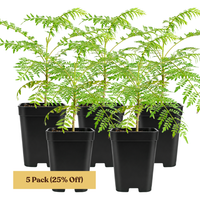 Jacaranda Tree Starter – Purple Flowering Tropical Plant for Garden