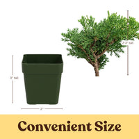 Green Mound Juniper Bonsai – Mini Outdoor Zen Tree