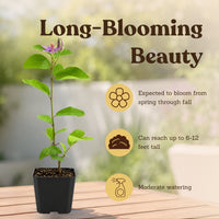 Lavender Star Flower – Evergreen Flowering Bonsai Starter