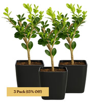 Winter Gem Boxwood – Evergreen Bonsai Starter Shrub