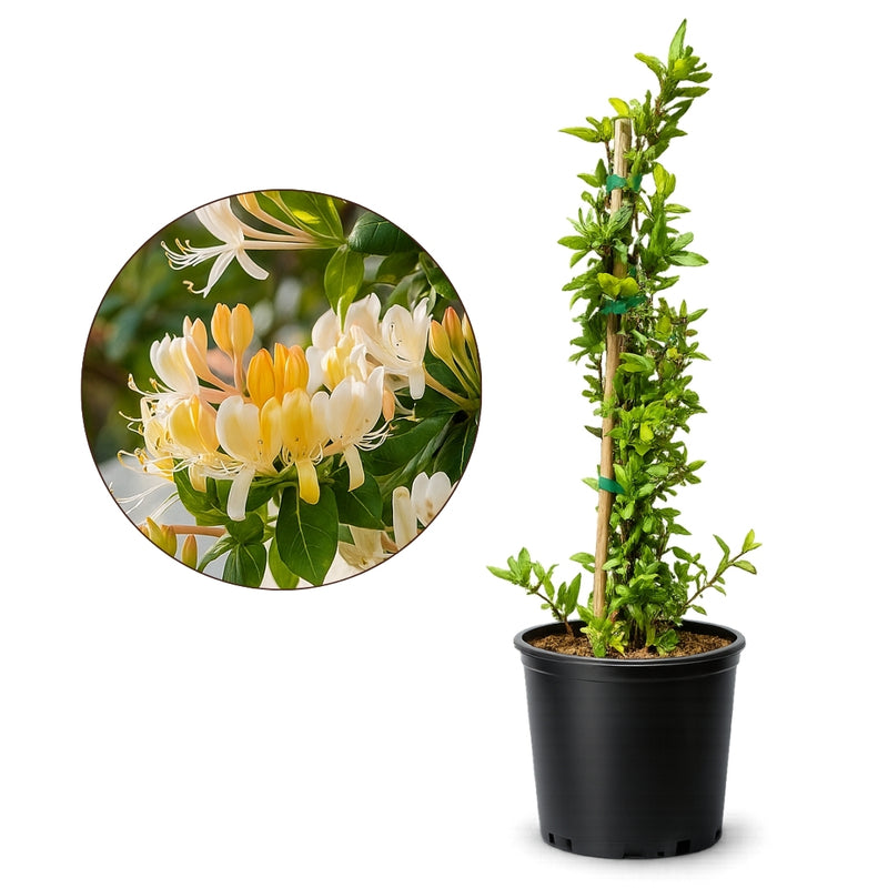 Japanese Honeysuckle ‘Halliana’ – Fragrant Climbing Vine (1 Gallon)