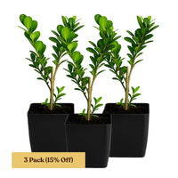 Japanese Boxwood – Evergreen Bonsai Starter Shrub
