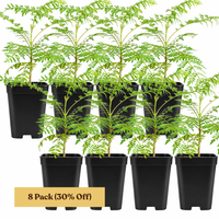 Jacaranda Tree Starter – Purple Flowering Tropical Plant for Garden