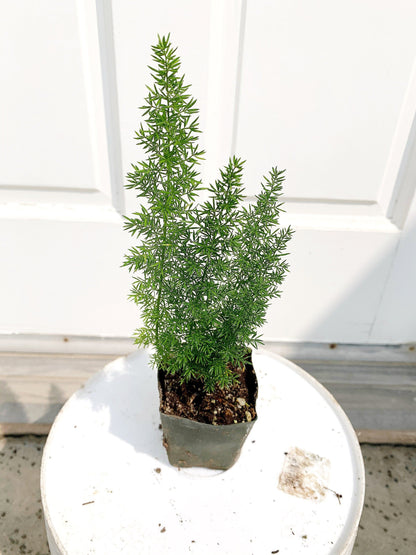 Mini Foxtail Asparagus Meyer Fern Foxtail Fern Starter Plant Asparagus densiflorus Myers Outdoor Perennial Evergreen Plant Landscape Garden