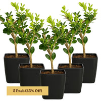Winter Gem Boxwood – Evergreen Bonsai Starter Shrub