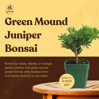 Green Mound Juniper Bonsai – Mini Outdoor Zen Tree