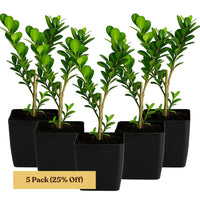 Japanese Boxwood – Evergreen Bonsai Starter Shrub