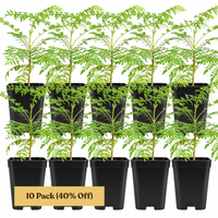 Jacaranda Tree Starter – Purple Flowering Tropical Plant for Garden