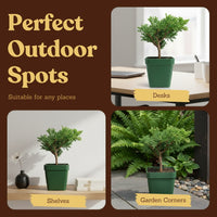 Green Mound Juniper Bonsai – Mini Outdoor Zen Tree