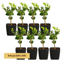 Winter Gem Boxwood – Evergreen Bonsai Starter Shrub