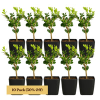 Winter Gem Boxwood – Evergreen Bonsai Starter Shrub