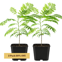 Jacaranda Tree Starter – Purple Flowering Tropical Plant for Garden