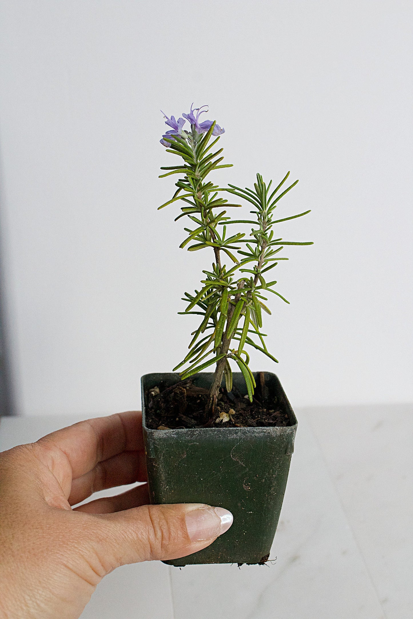 Mini Rosemary Plant Starter Rosmarinus officinalis Outdoor Garden Herb Live Rosemary Spice Plant Aromatic Blue Rosemary Officinalis Shrub