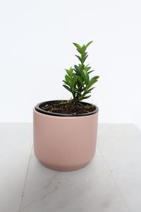Easy Care Plant Bonsai Starter Kit Beginner Friendly Collection Compact Size Container Growing Set Oriental Beauty Indoor Garden Essential Perfect Home Decor Beautiful Living Gift Complete Instructions New Plant Parent Guide in pink pot