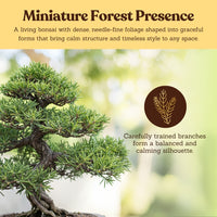 Green Mound Juniper Bonsai – Mini Outdoor Zen Tree