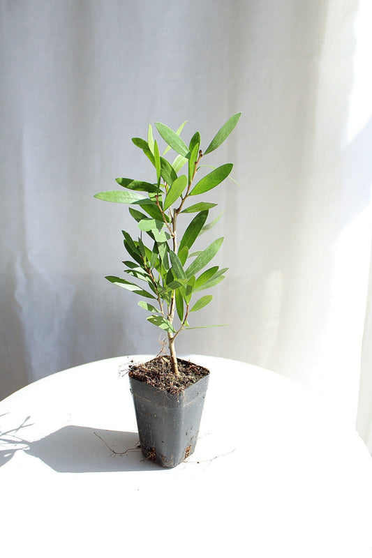 Purple Bottlebrush Starter Plant Callistemon Citrinus Jeffersii Starter Plant Shrub Pink Floral Live Plant Landscape Outdoor Garden Plant