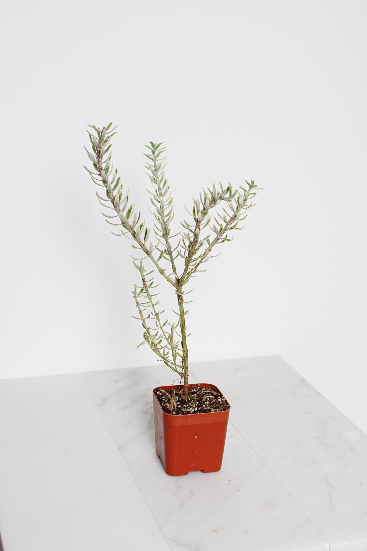 Coastal Rosemary Plant Small Container Garden Evergreen Shrub Gray Variegated Westringia Perfect Patio Accent Drought Tolerant Landscape Design Easy Care Garden Gift Beautiful Foliage Year Round Interest Home Garden Essential Living Outdoor