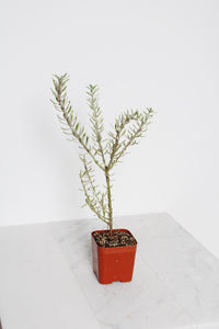 Coastal Rosemary Plant Small Container Garden Evergreen Shrub Gray Variegated Westringia Perfect Patio Accent Drought Tolerant Landscape Design Easy Care Garden Gift Beautiful Foliage Year Round Interest Home Garden Essential Living Outdoor