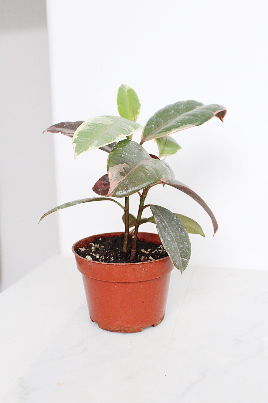 Ficus Decora Ruby Pink ' Variegated Rubber Tree' Plant| Indoor House Plant | 4 inch pot | Tropical