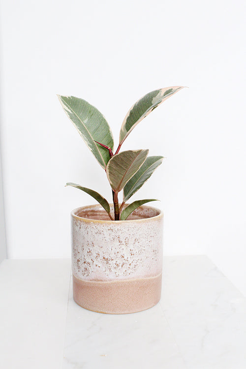 Himalaya Pot