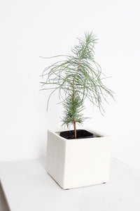 Haus Cube Pot